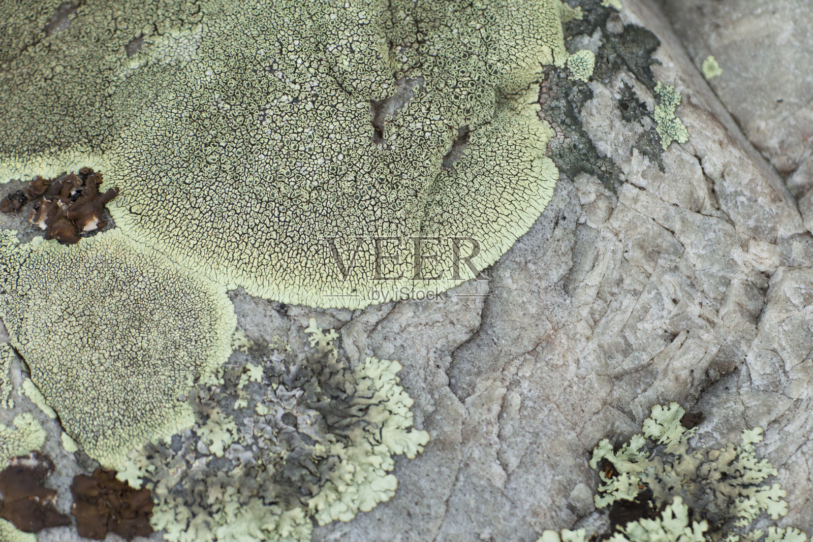 苔藓和地衣纹理生长在灰色的岩石上，在自然时尚简约的背景下，苔藓和石头和真菌地面垃圾浅灰色矿物结构照片摄影图片
