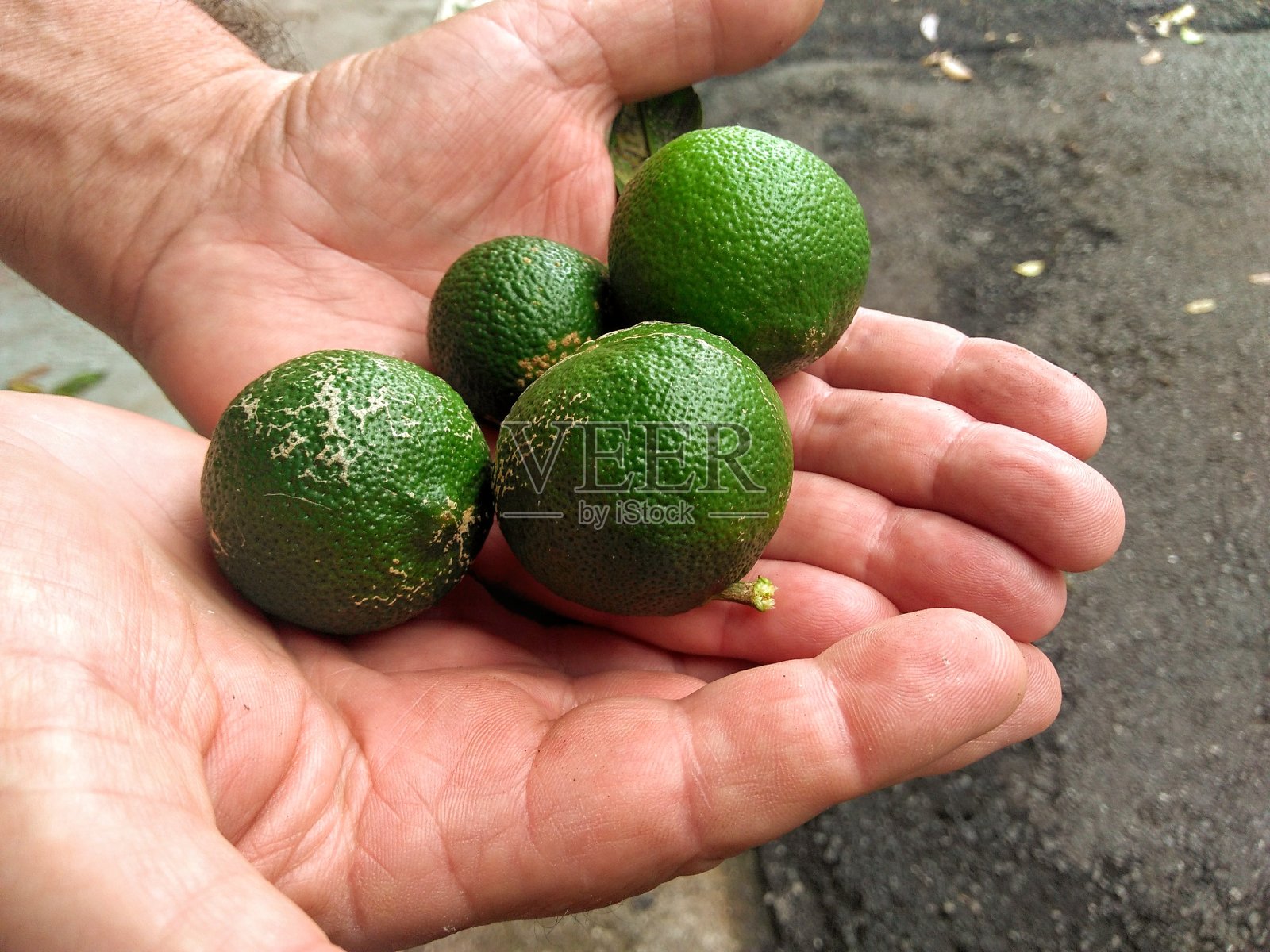 柠檬收获照片摄影图片