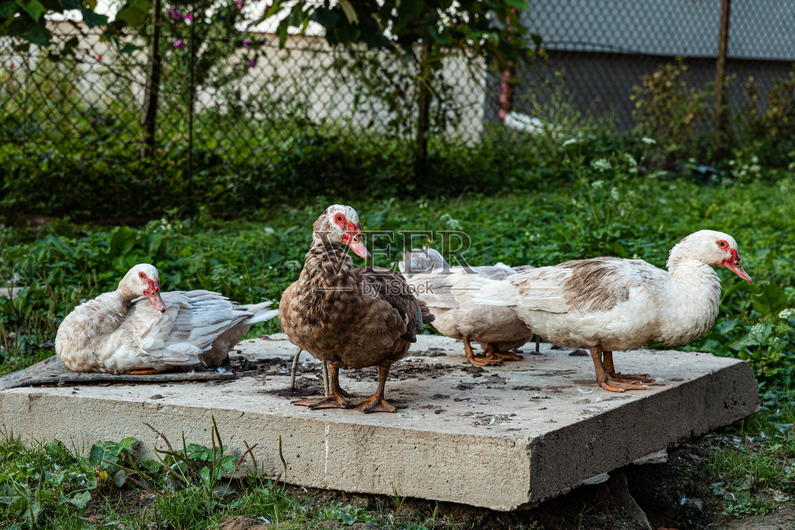 家中的番鸭(卡伊纳moschata家蝇)穿着棕白色的羽毛坐在后院草坪的混凝土板上。照片摄影图片