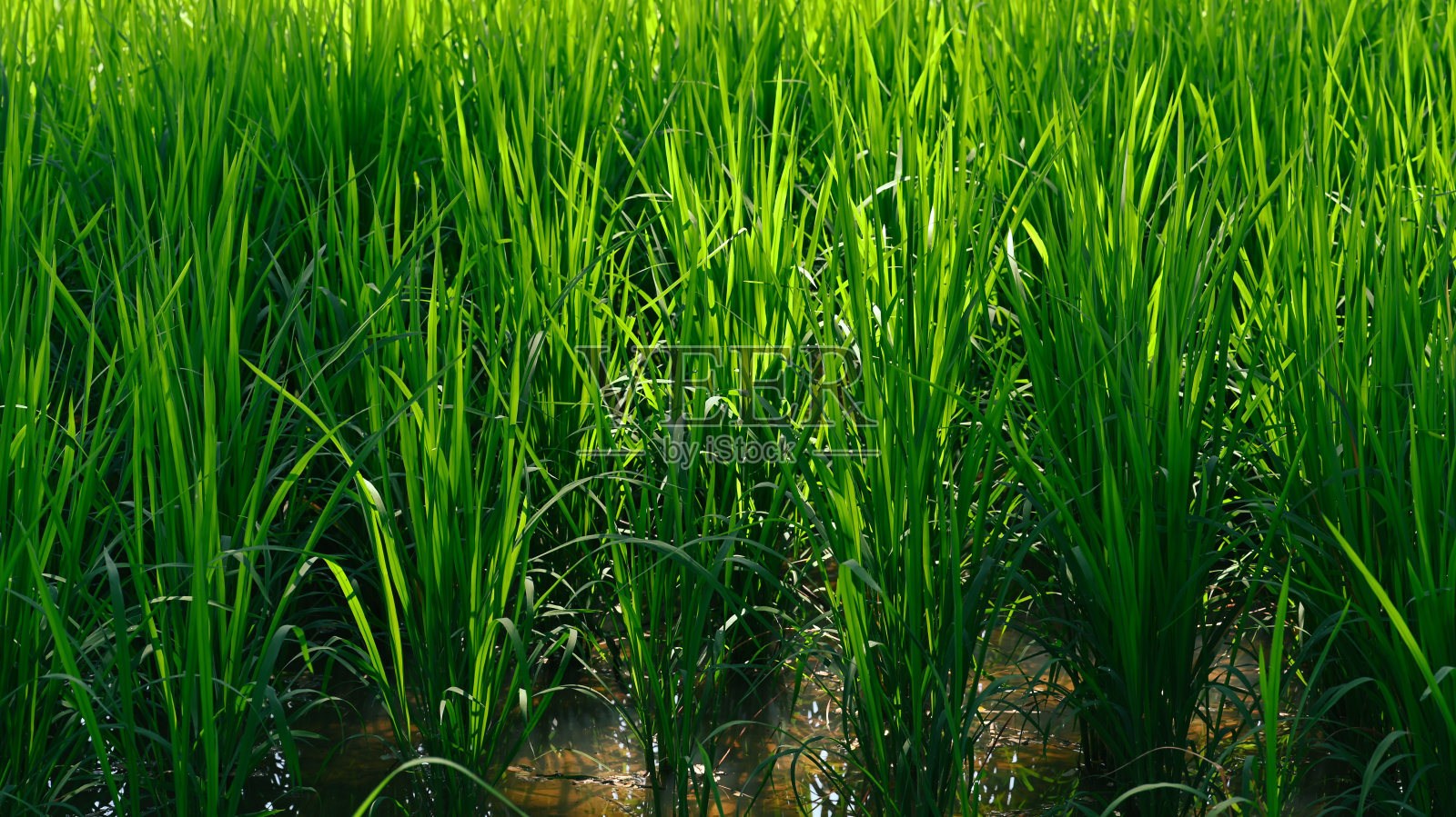 有机水稻在田间生长的照片。照片摄影图片