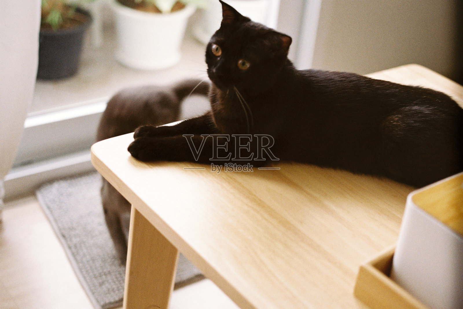 黑猫在桌子上。胶片相机照片摄影图片