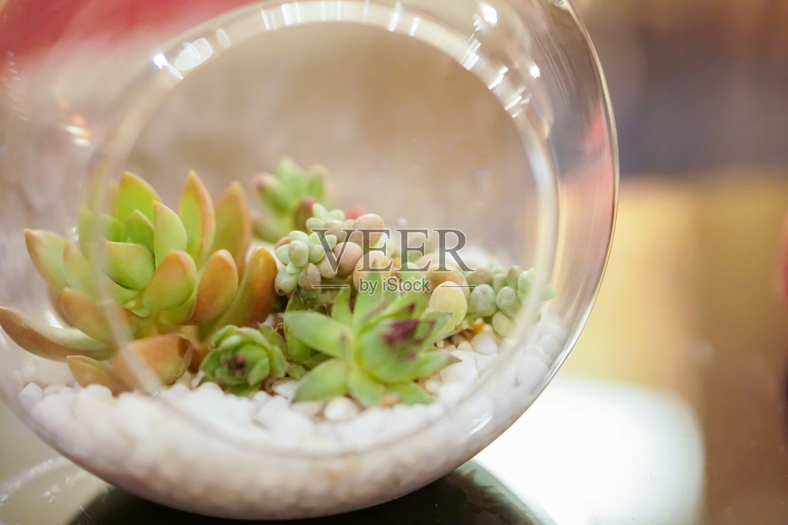 花园在透明的玻璃瓶里照片摄影图片