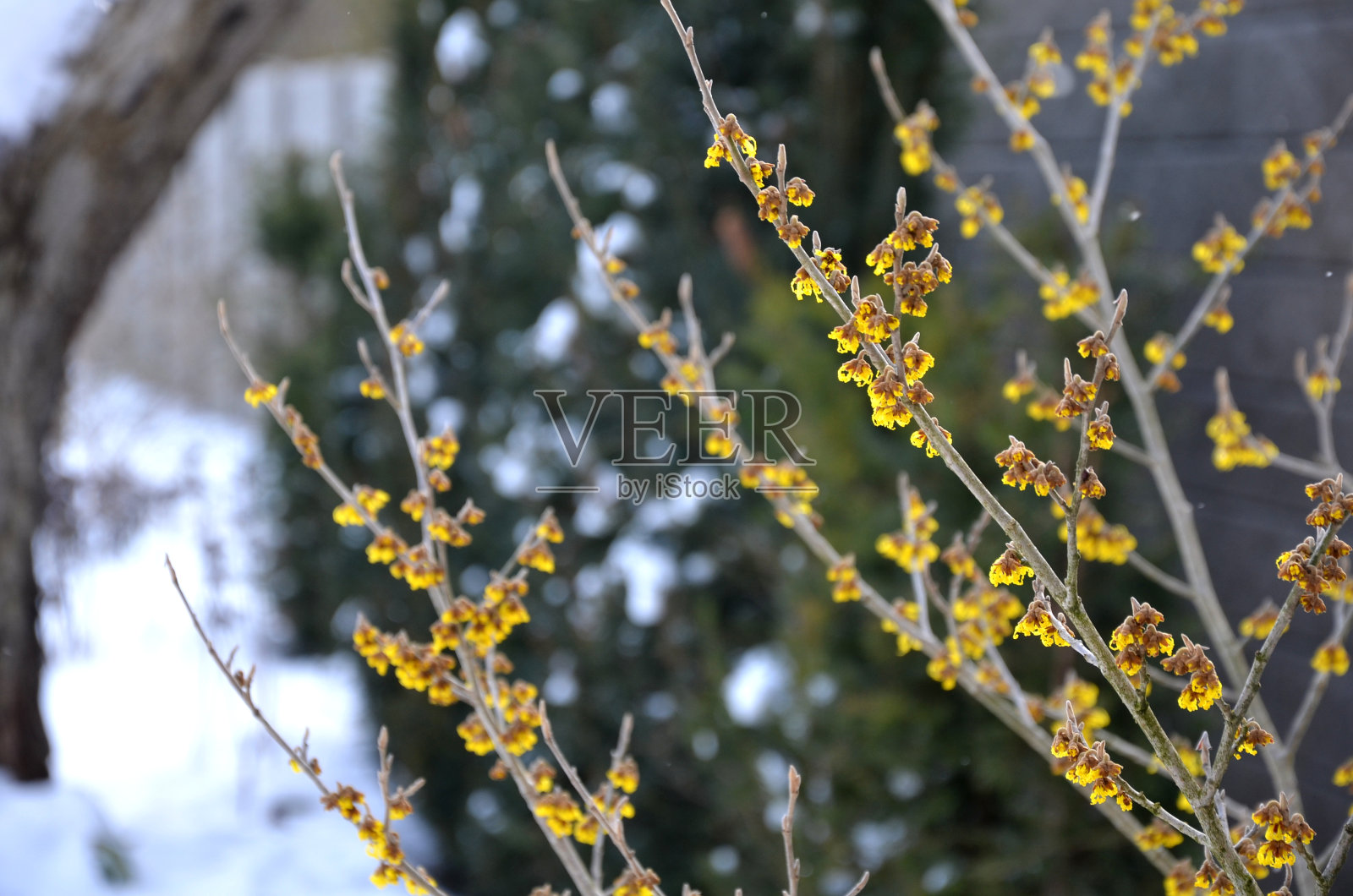 二月份的黄色开花灌木。到处都是雪，天气很冷，但这棵灌木已经盛开了美丽的亮黄色条纹花在灰色的光秃秃的树枝上照片摄影图片