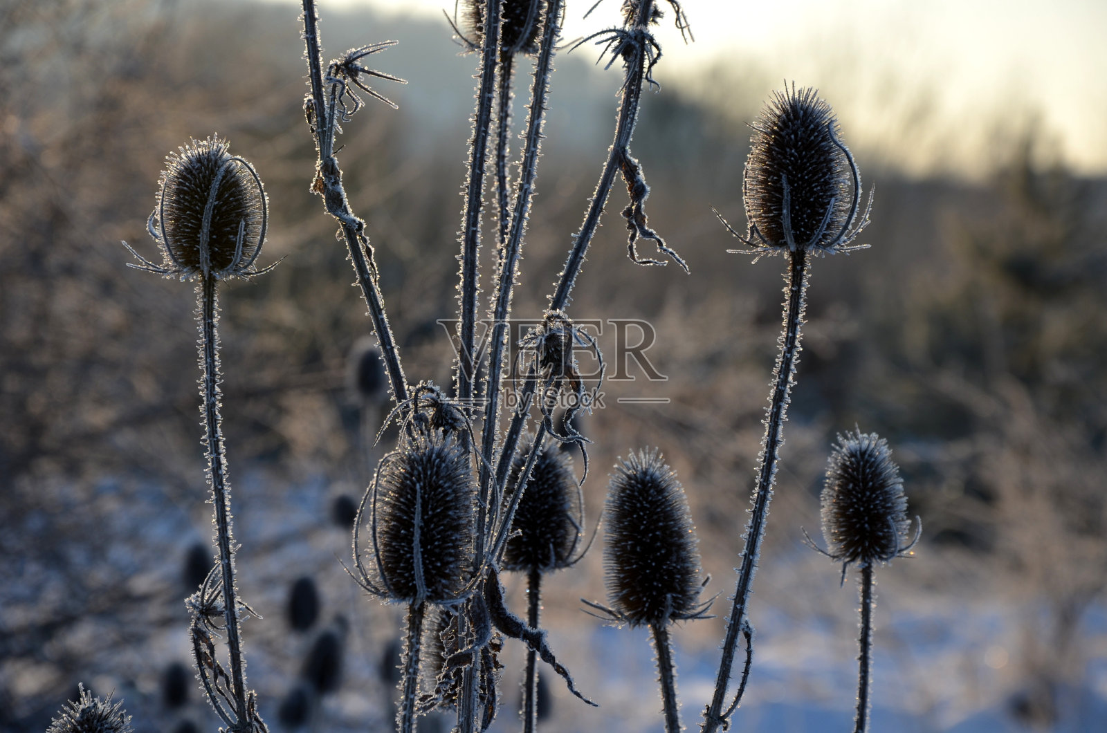 二年生草本，70至200厘米高。茎直，分枝，多刺。花淡紫色，很少白色，开始在中间的脊开花。清晨日出时有霜的干梗照片摄影图片
