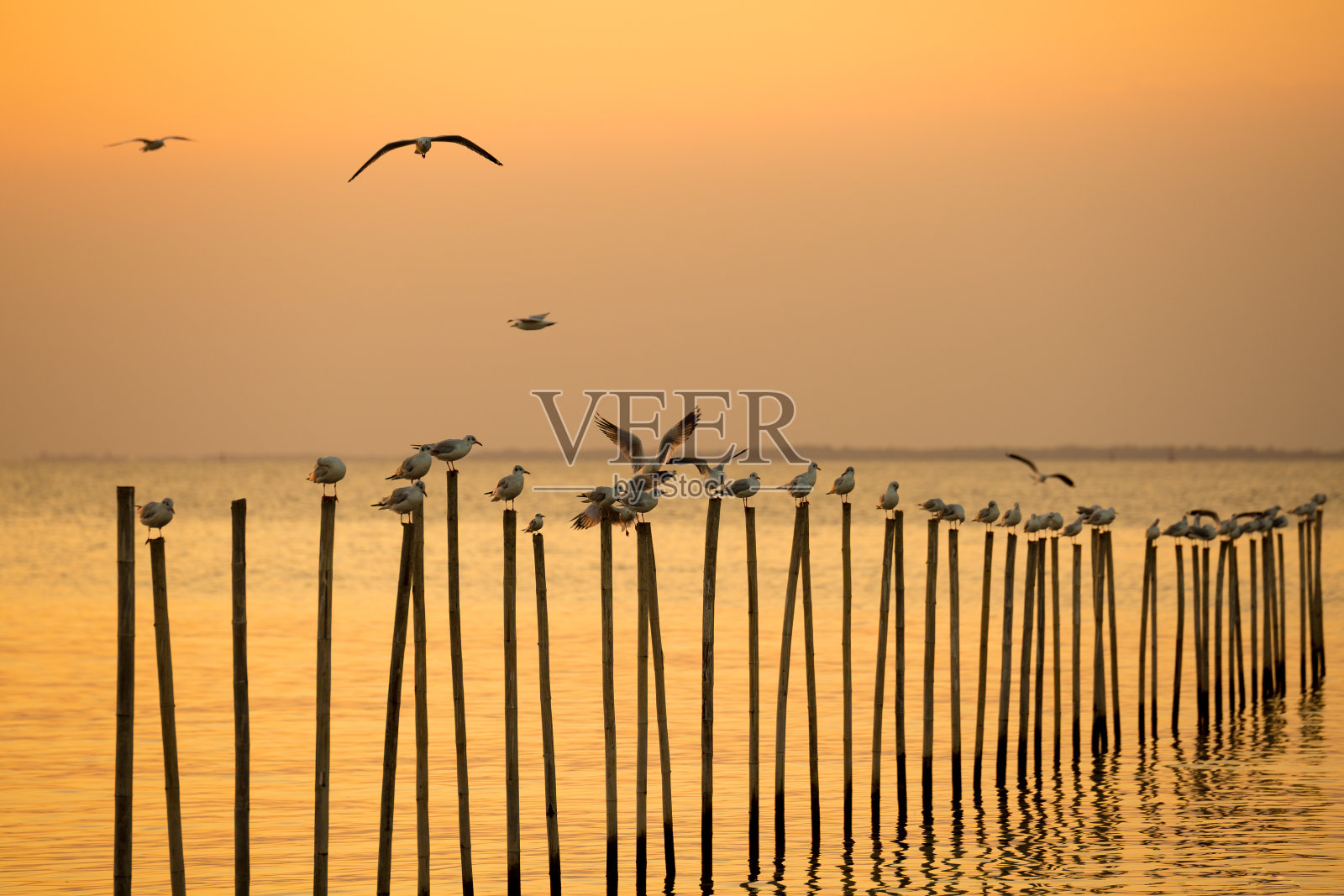 许多海鸥的剪影在天空中飞翔，栖息在海边的原木上照片摄影图片