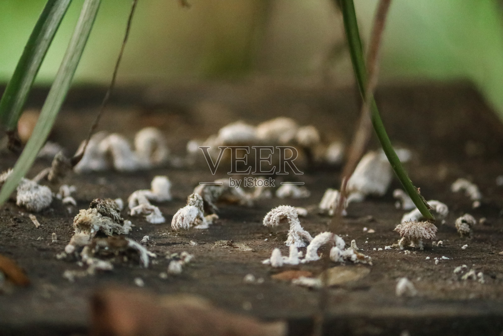 嘉木长在木头上照片摄影图片
