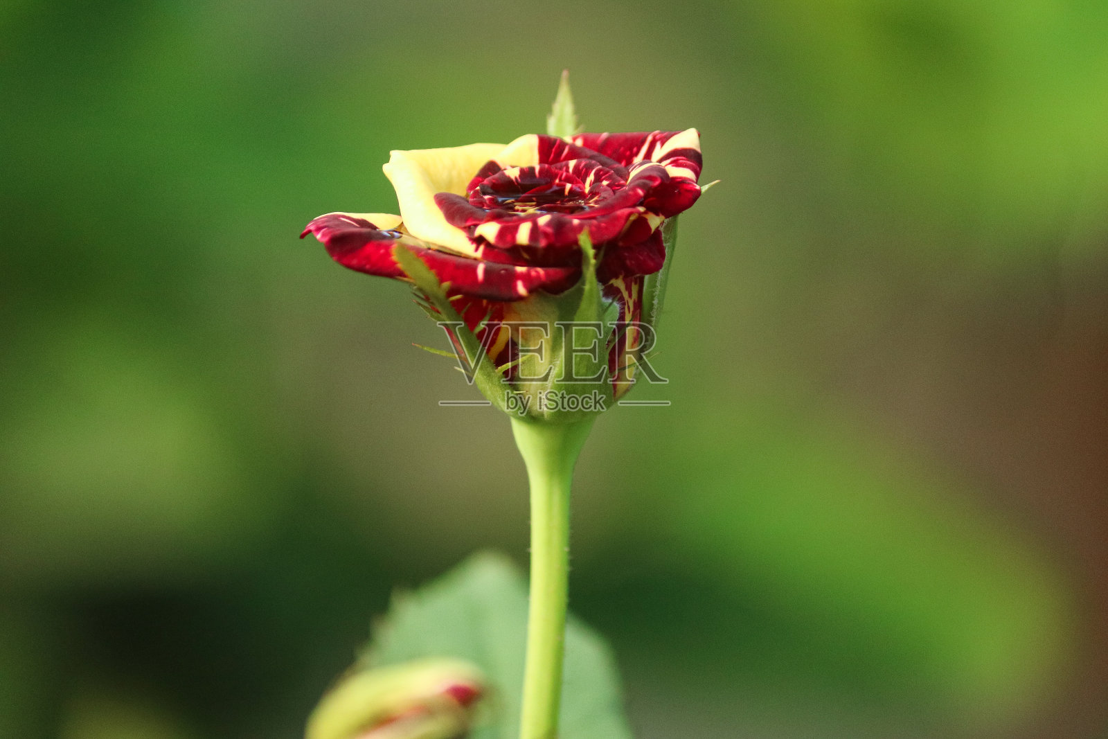 栗色黄玫瑰照片摄影图片