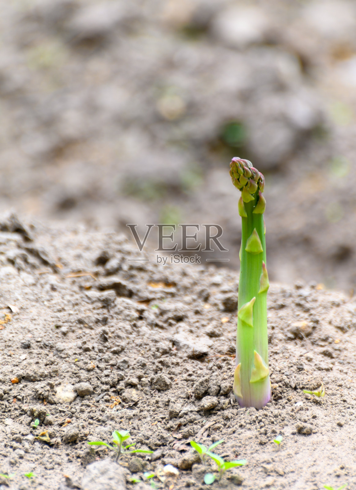 绿色芦笋生长在地里准备收割照片摄影图片