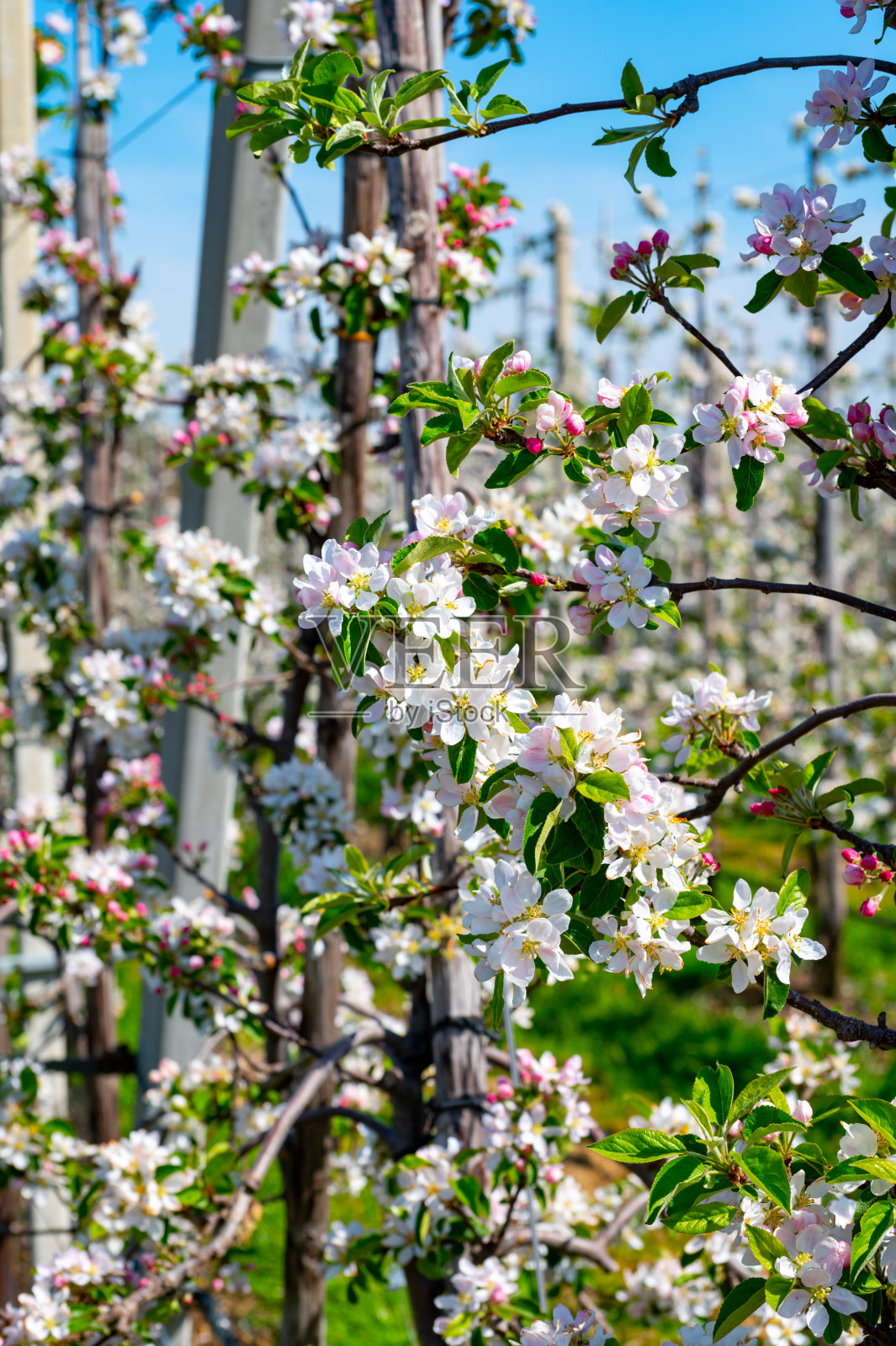 春天，荷兰贝图韦的果园里成排的苹果树开花了照片摄影图片