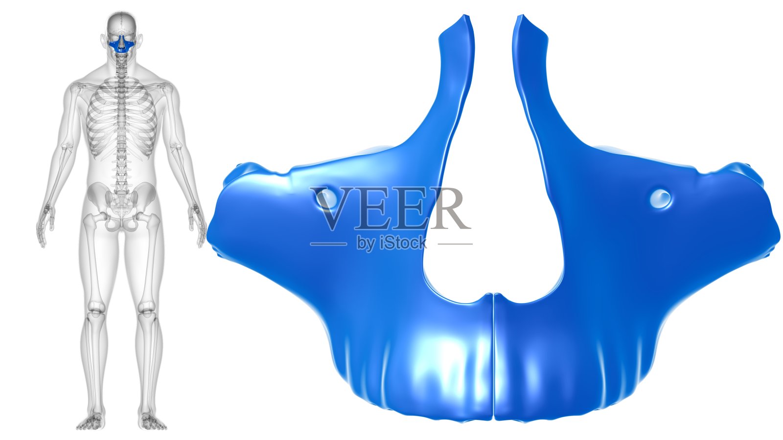 人类骨骼、颅骨、上颌骨解剖学的医学概念照片摄影图片