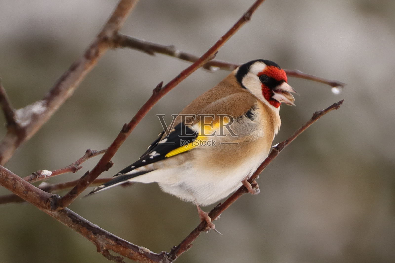 优雅的霞多丽(Carduelis Carduelis)照片摄影图片