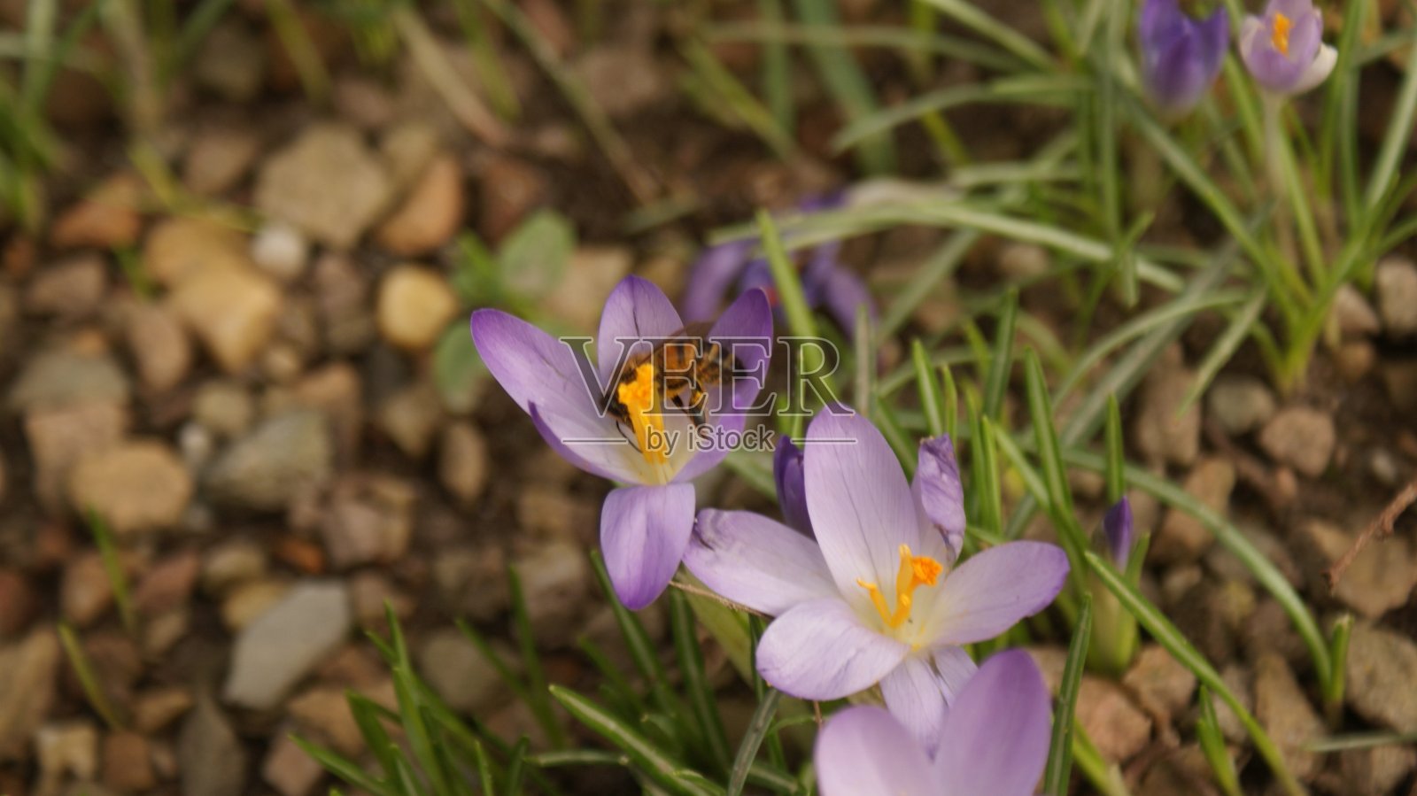 花中的蜜蜂照片摄影图片