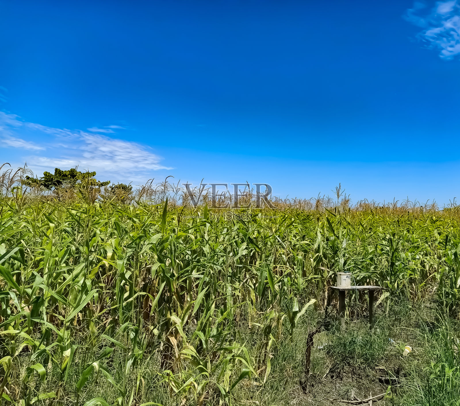 蓝天下的玉米地照片摄影图片