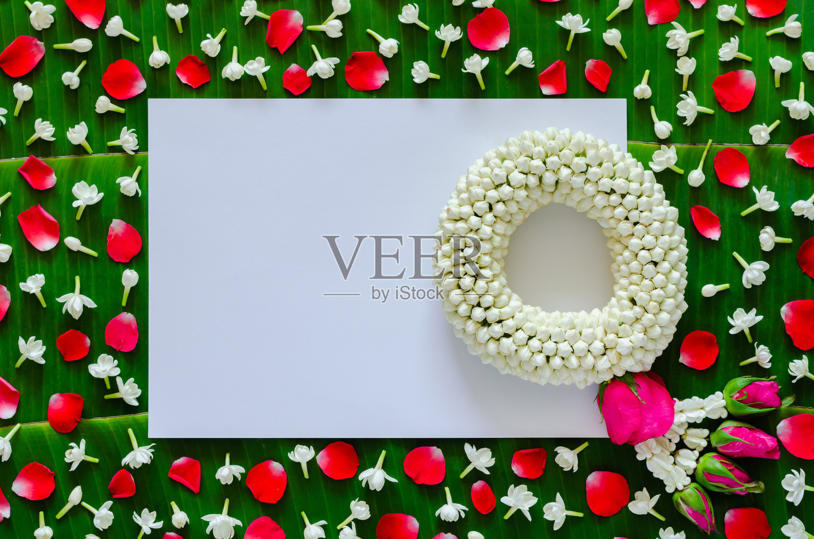 白色的白纸，茉莉花花环照片摄影图片