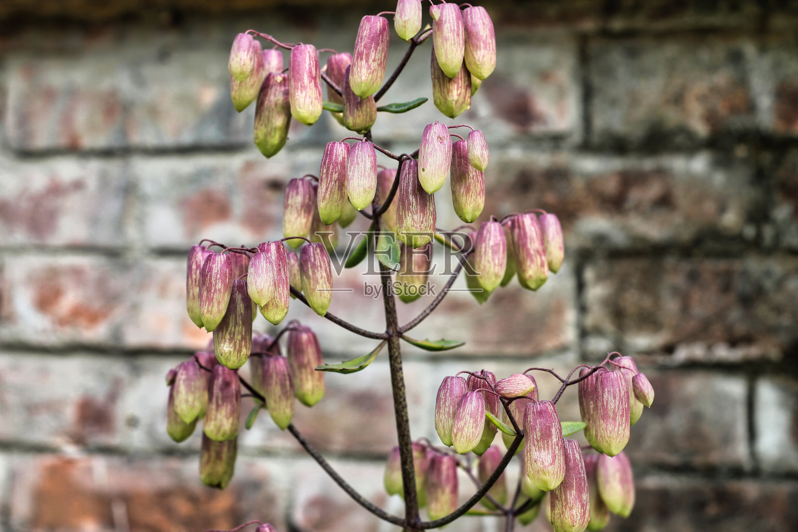 有选择性地集中某一种植物的果实挂在该植物上照片摄影图片