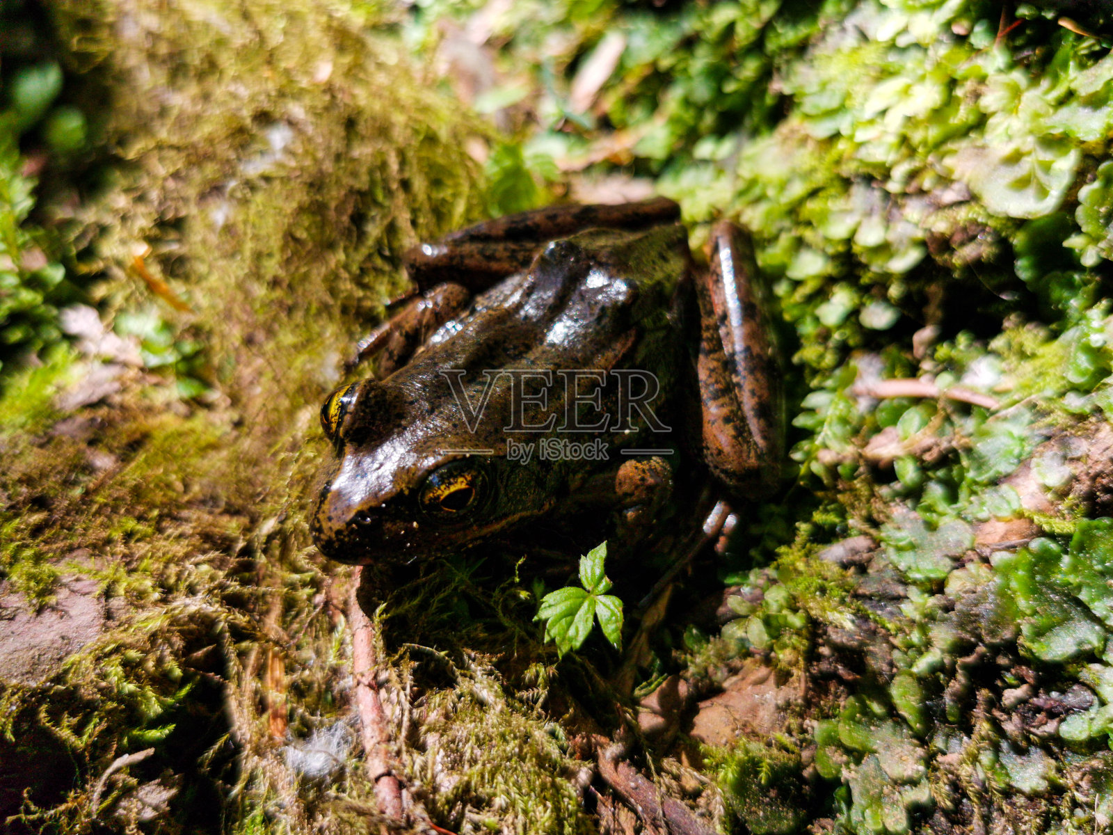 青蛙或蟾蜍在森林苔藓特写照片摄影图片