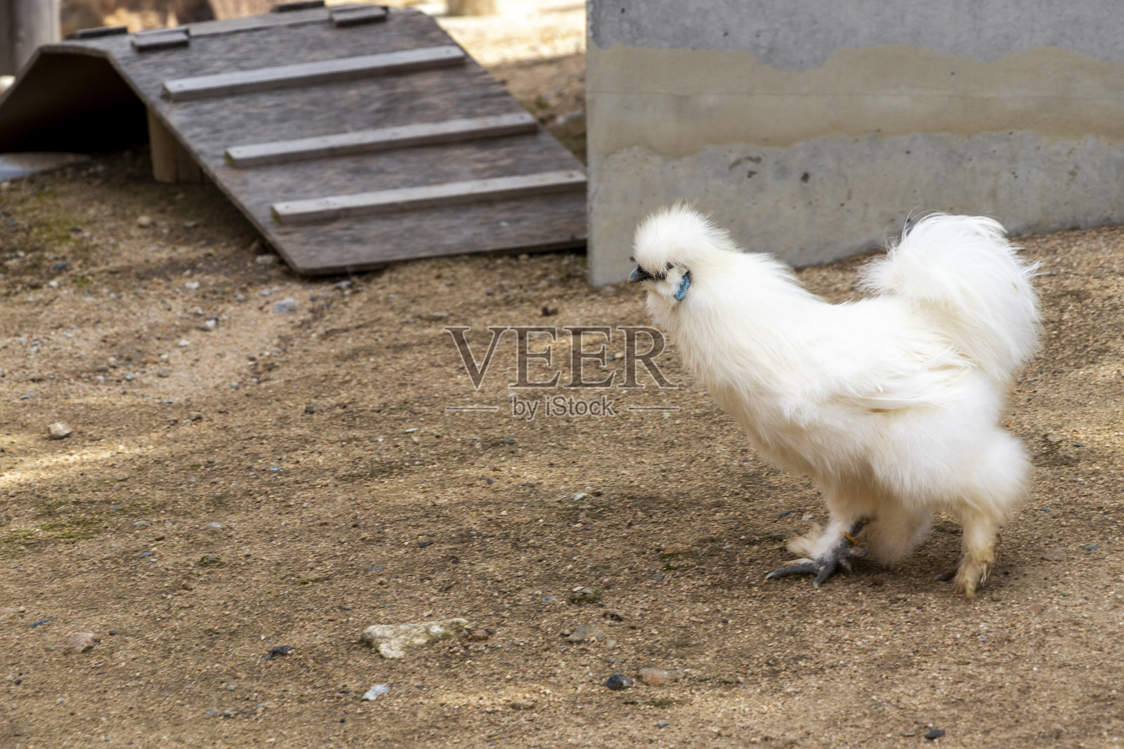 丝绒覆盖着白色蓬松的羽毛照片摄影图片