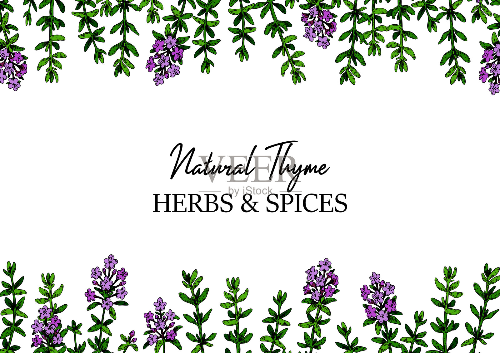 手绘水平百里香框架。矢量插图孤立在白色上。植物草本植物在复古的彩色素描风格。胸腺寻常的。设计元素图片
