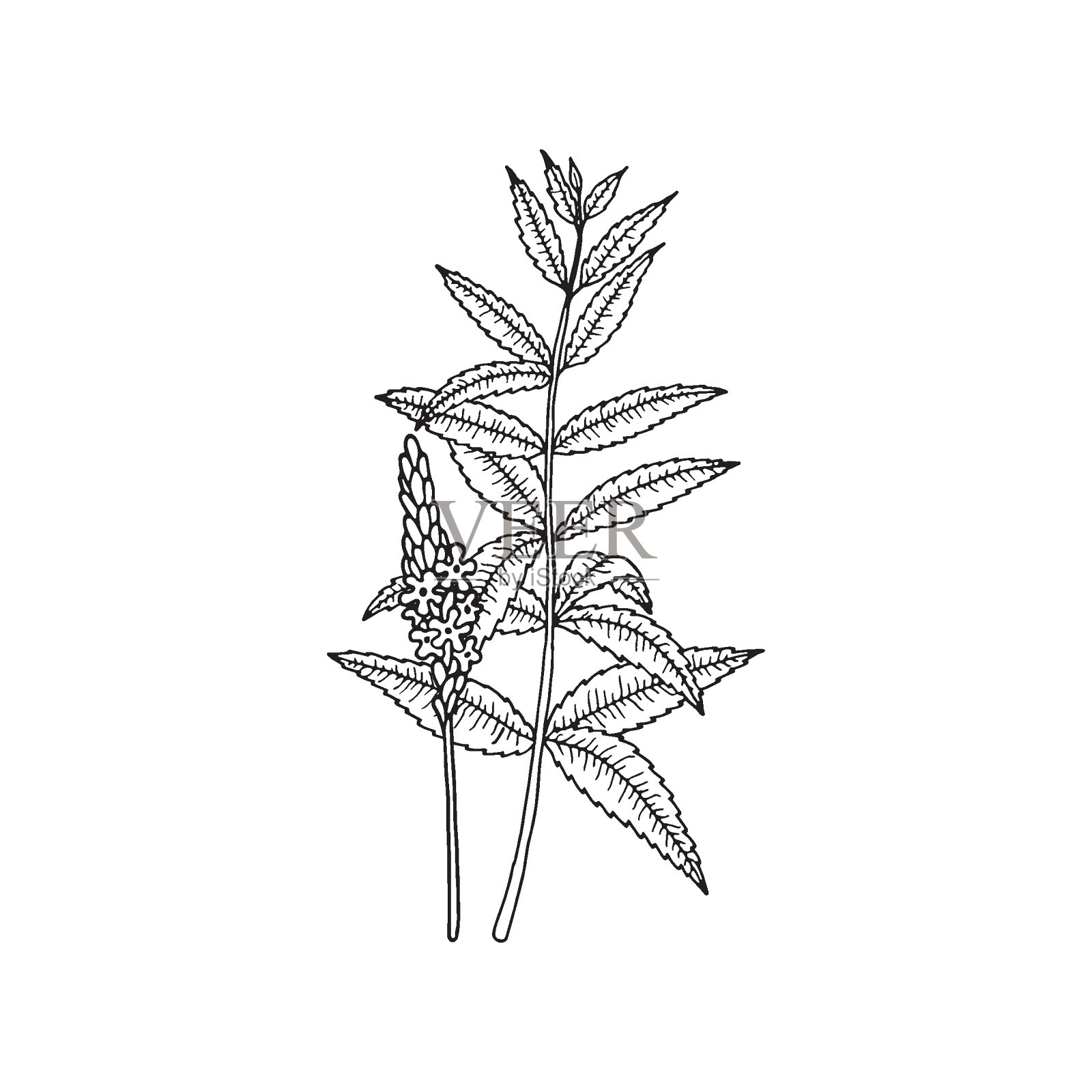 美洲马鞭草矢量手绘草图插画图片素材