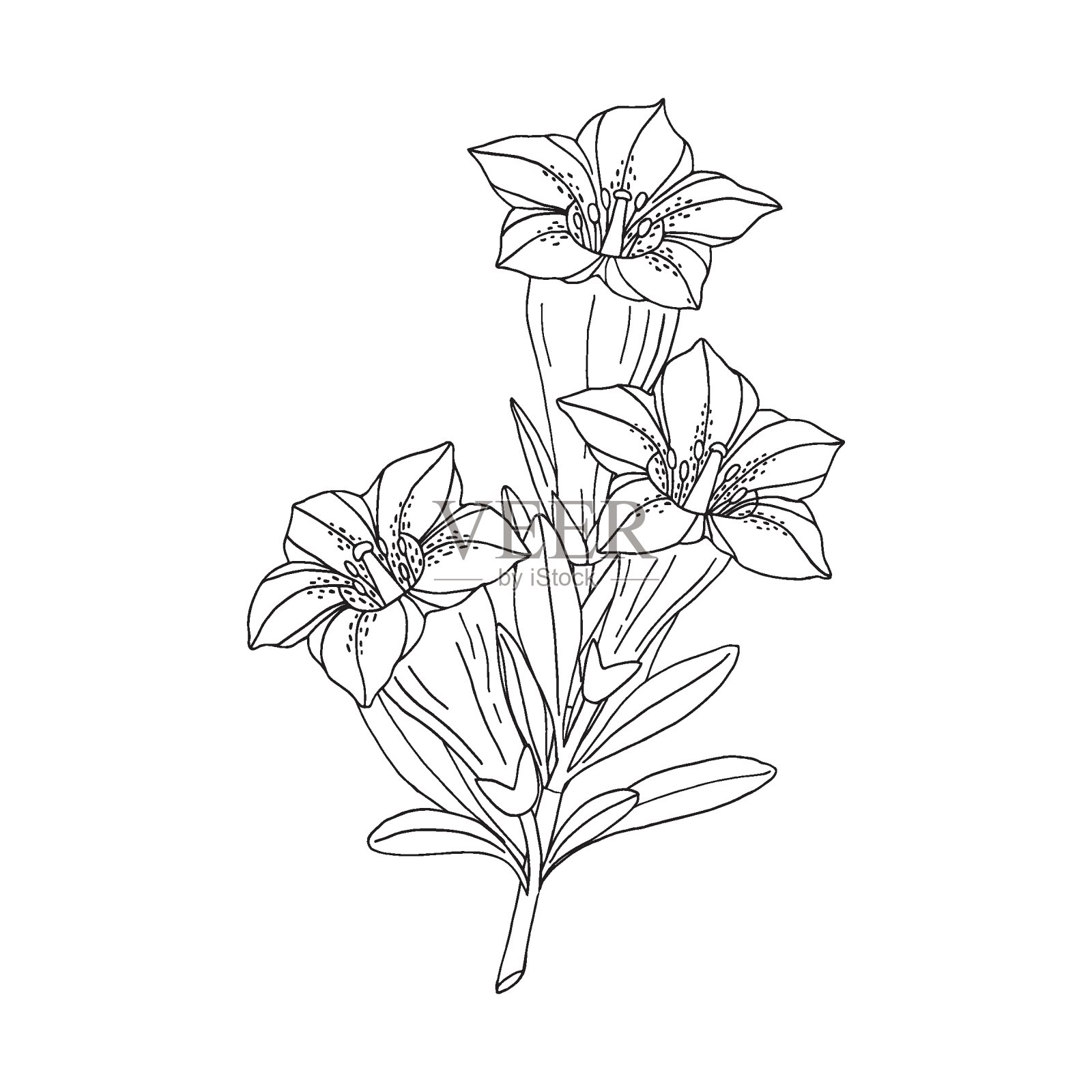 龙胆花花束。Montain野花。手绘草图。矢量绘图孤立在白色背景。插画图片素材