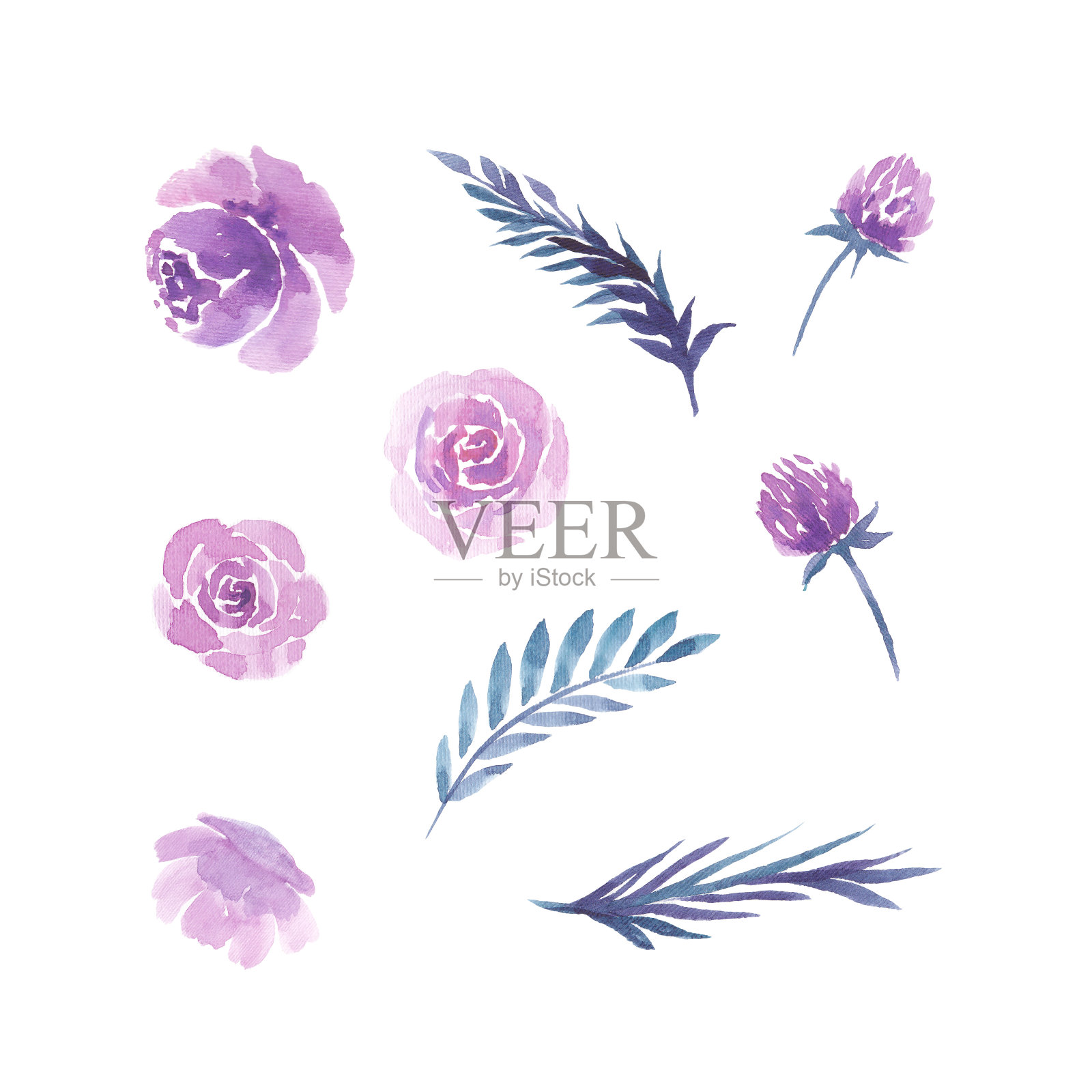 水彩花。设置元素的紫色，紫罗兰玫瑰，草地三叶草，叶和芽。花插图孤立在白色的背景插画图片素材