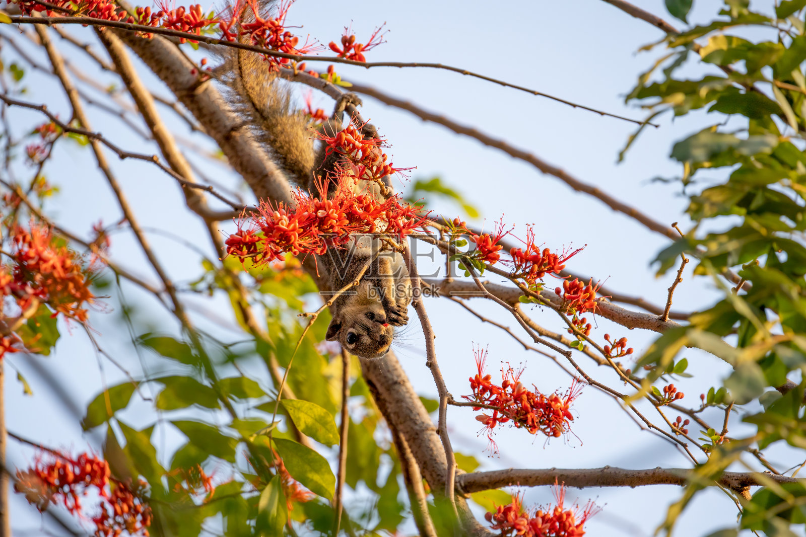特写:一只松鼠栖息在树枝上，正在吃一朵红花照片摄影图片