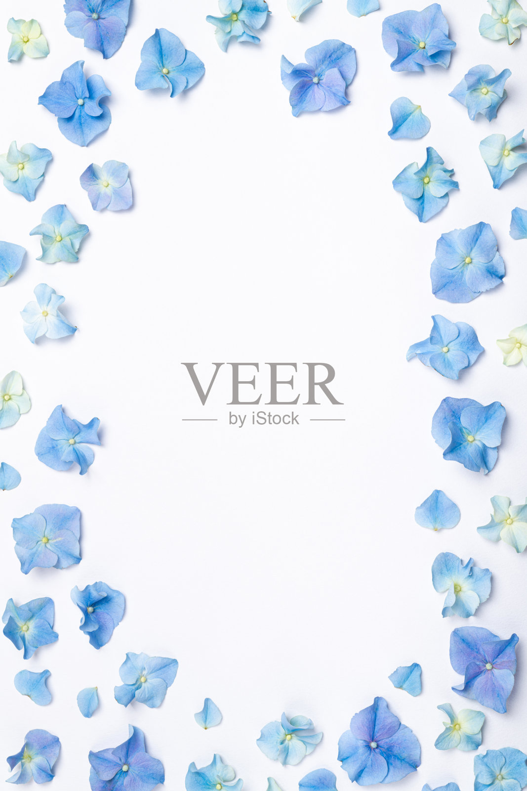 花组成。白色背景上的蓝色绣球花框架。创意开花布局。蓝色花朵图案。俯视图，平放照片摄影图片