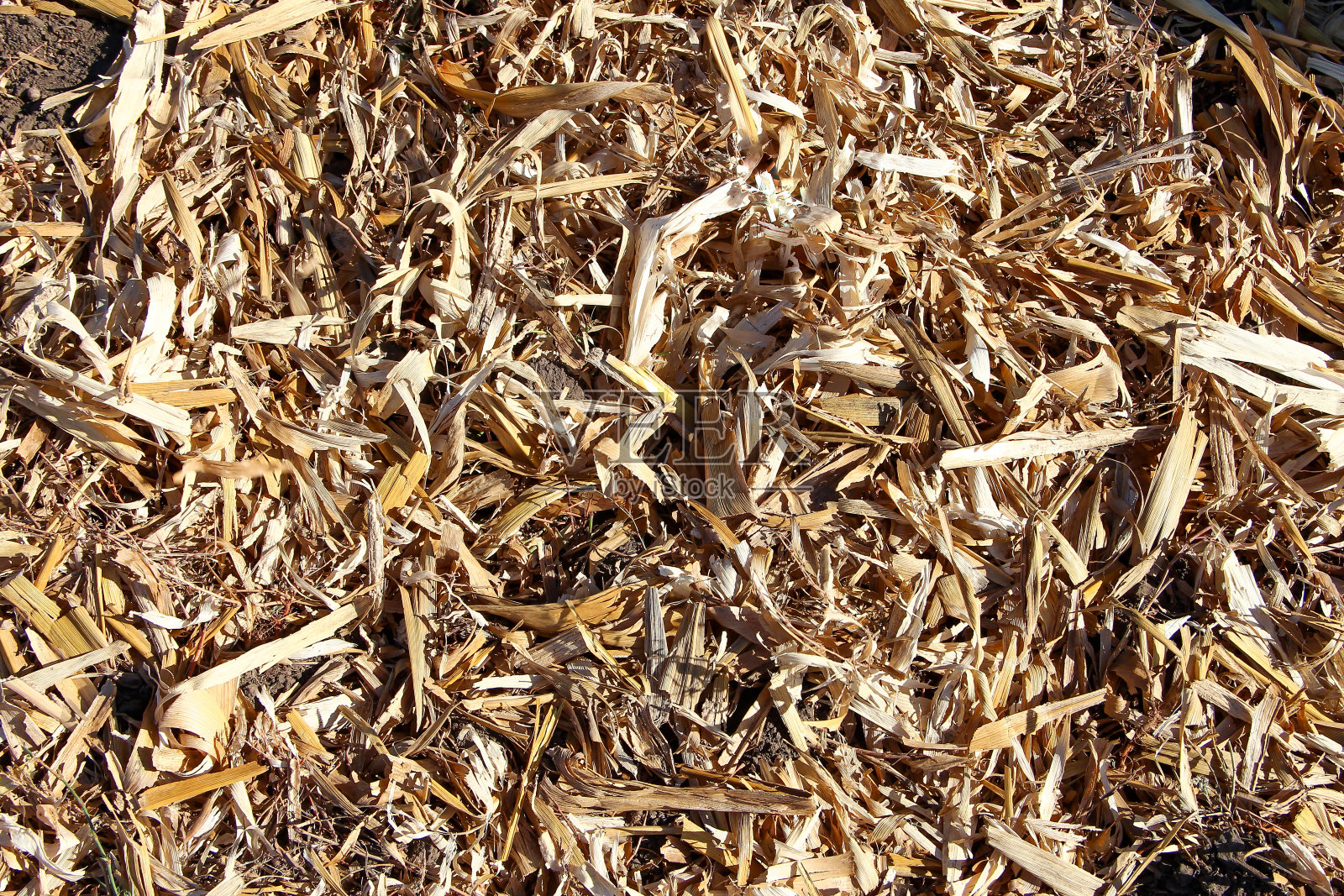 收获后干燥的玉米残渣照片摄影图片