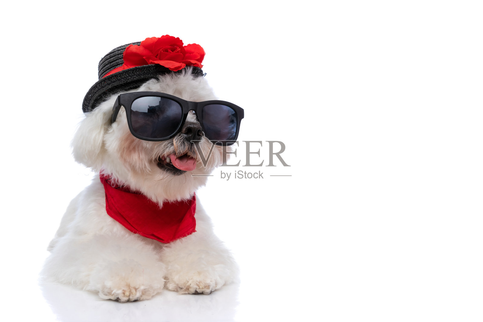 戴着红色头巾的可爱酷比雄犬照片摄影图片