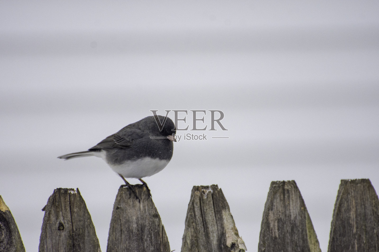2号围栏上的黑眼睛Junco照片摄影图片