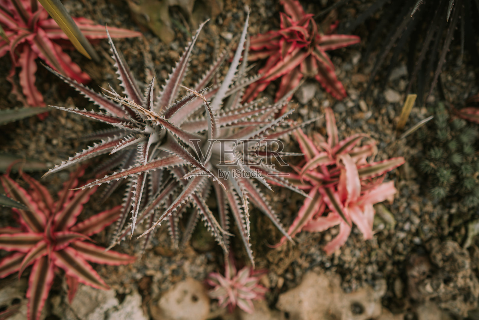 清迈诗丽吉皇后植物园的斑马植物照片摄影图片