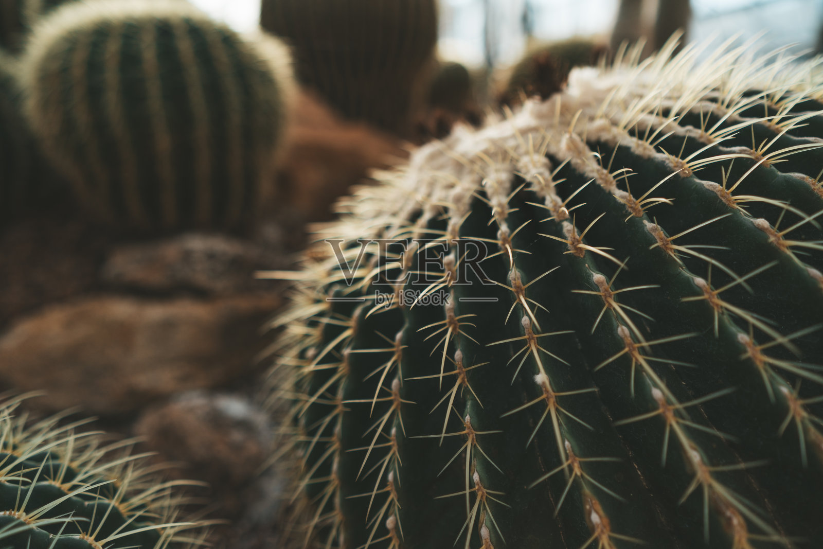 诗丽吉皇后植物园的大金桶仙人掌照片摄影图片