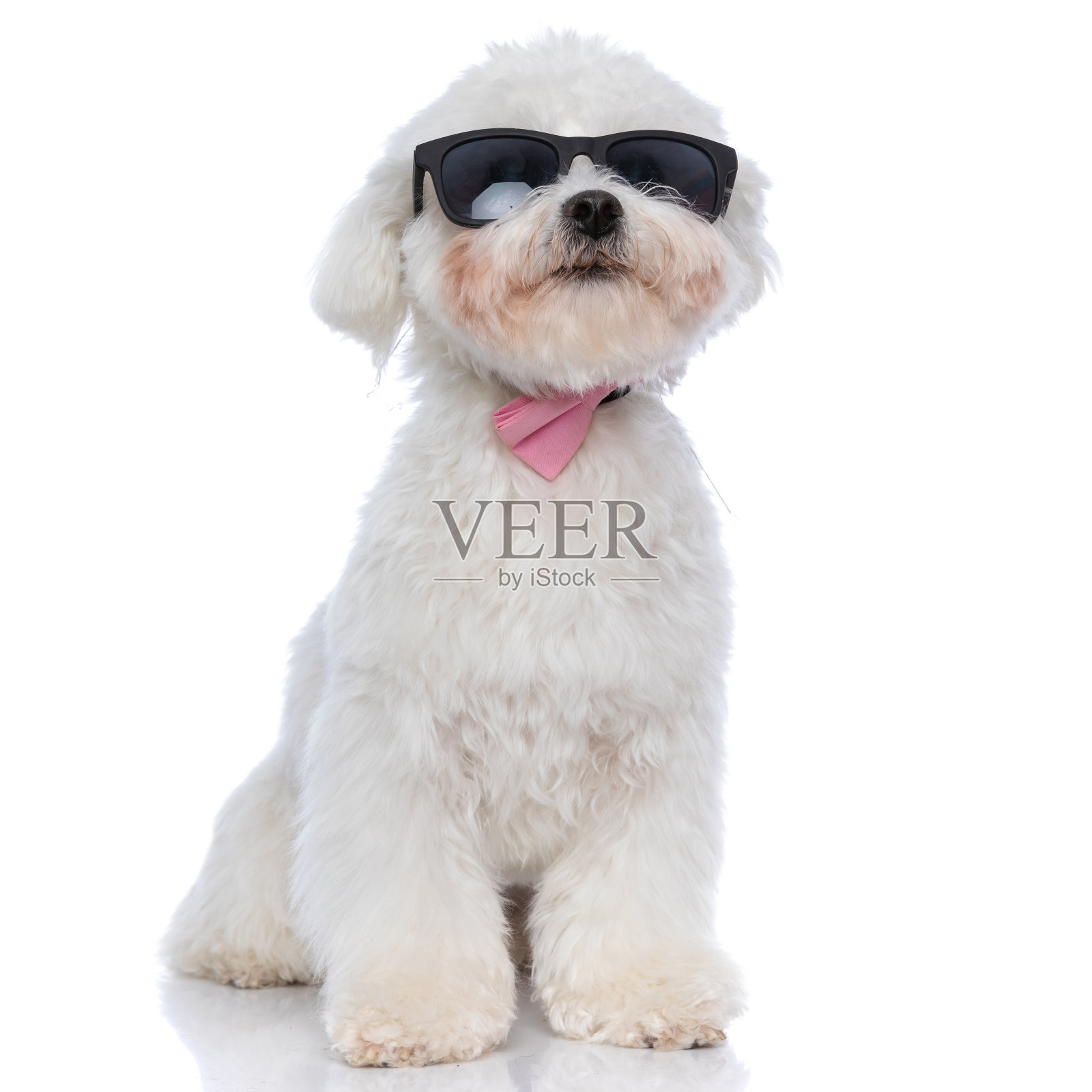 可爱的比雄狗坐在白色的背景照片摄影图片