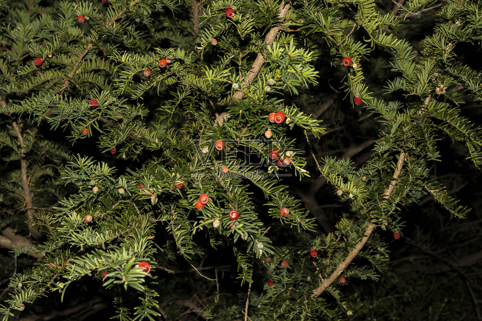 红豆杉多叶的枝干，有许多叶子和果实照片摄影图片