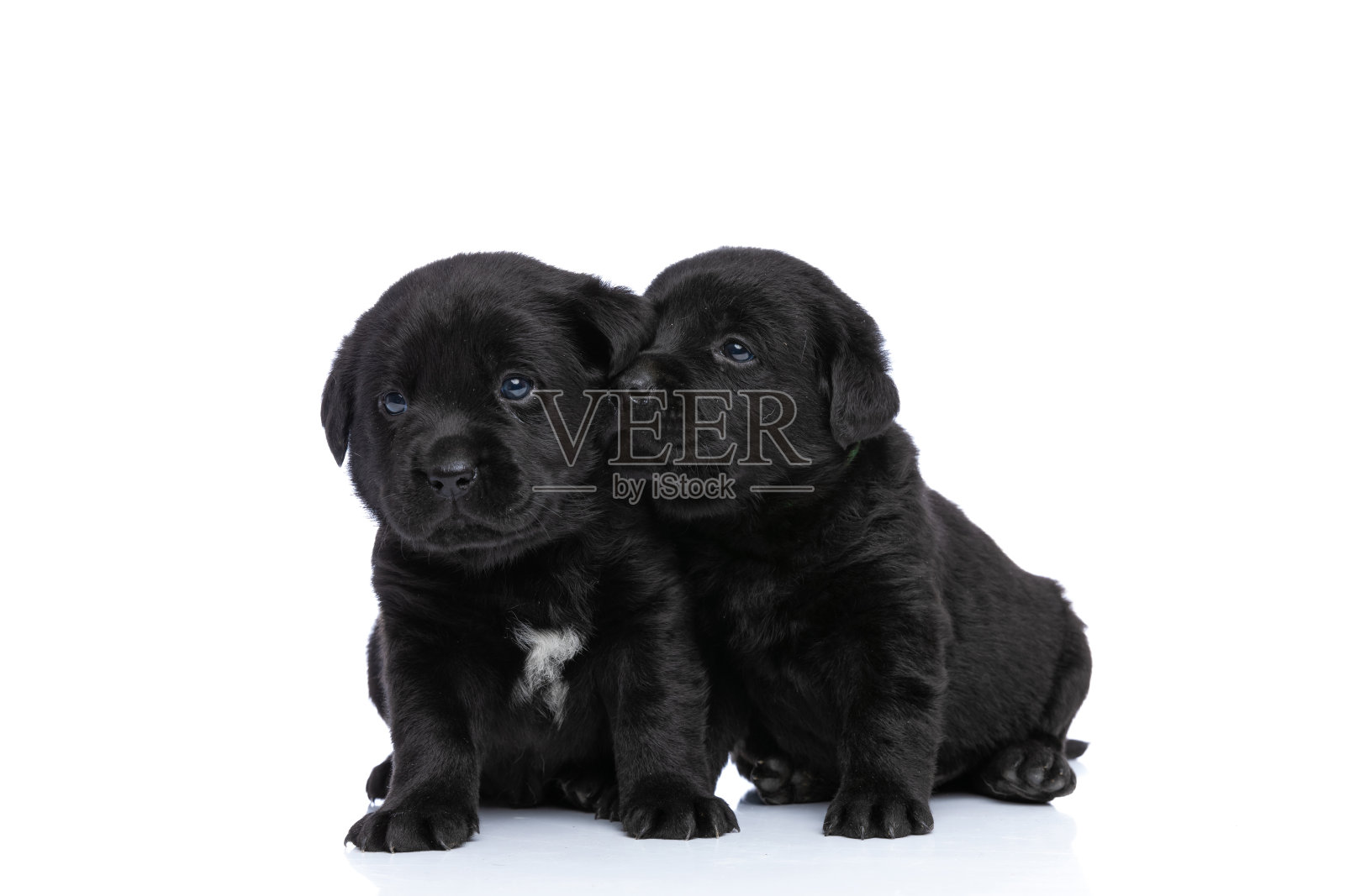 拥抱在一起的拉布拉多犬情侣照片摄影图片