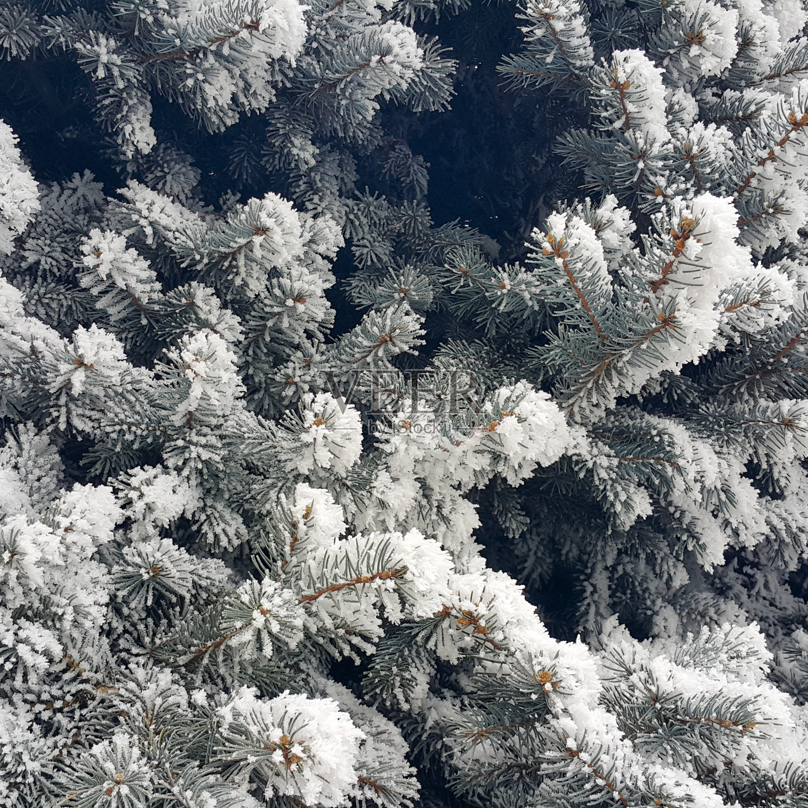 覆盖着雪的云杉针叶。结霜的冬天，树枝上积了许多雪。舒缓的冬季背景。12月和1月。照片摄影图片