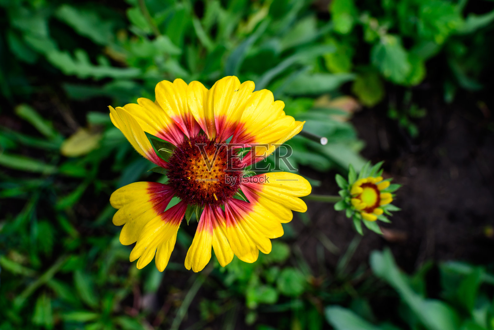 一种鲜艳的黄色和橙色的盖拉地衣花，俗称毯花，和模糊的绿叶在柔焦点，在一个阳光明媚的夏日花园，美丽的户外花卉背景照片摄影图片