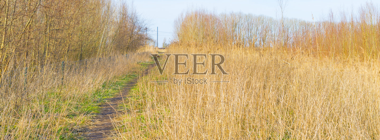 在阳光下的蓝天下，鹿儿在芦苇、灌木和树木的湿地小径上奔跑照片摄影图片