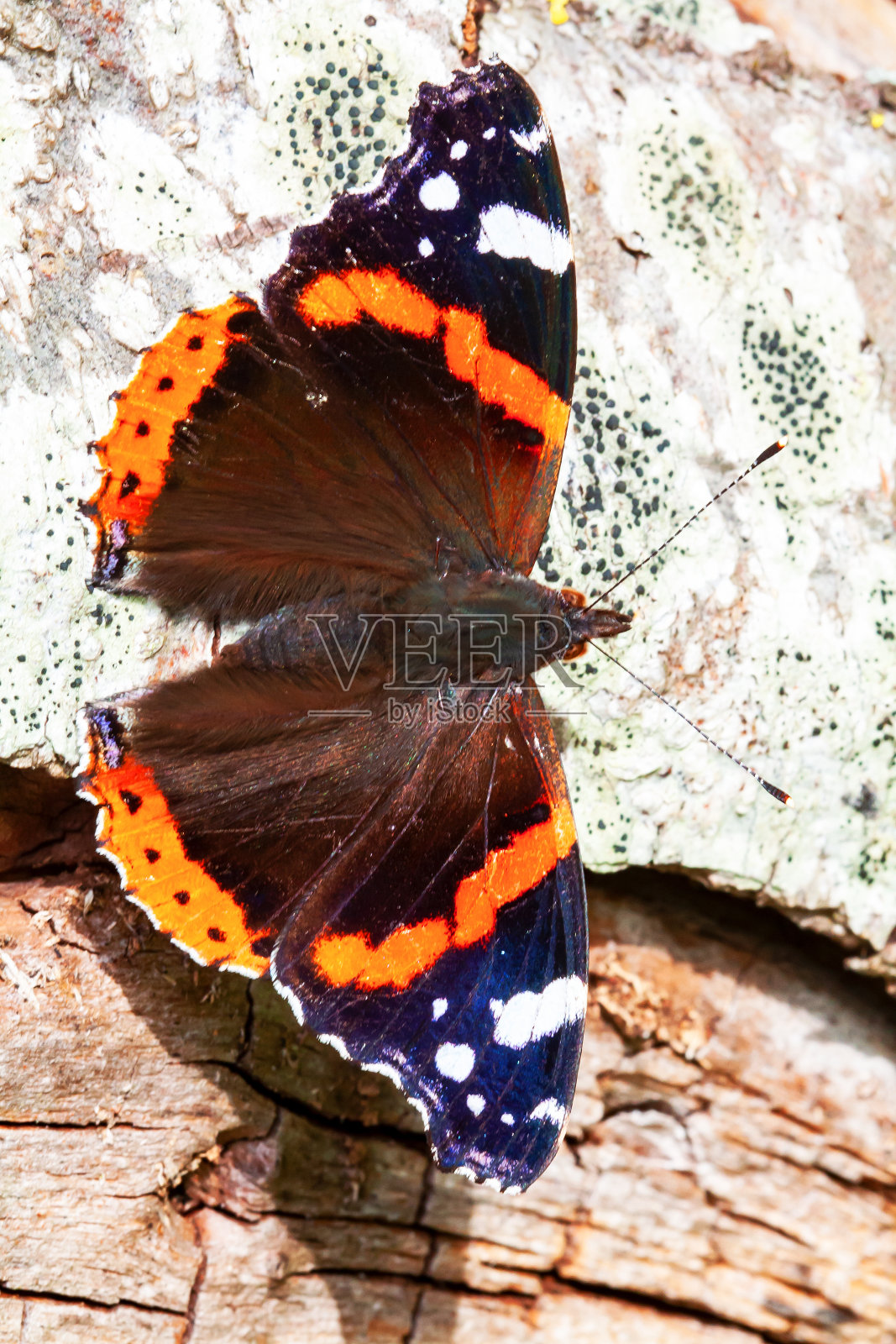 瓦肯蝴蝶(vanessa atalanta)看到潜水照片摄影图片