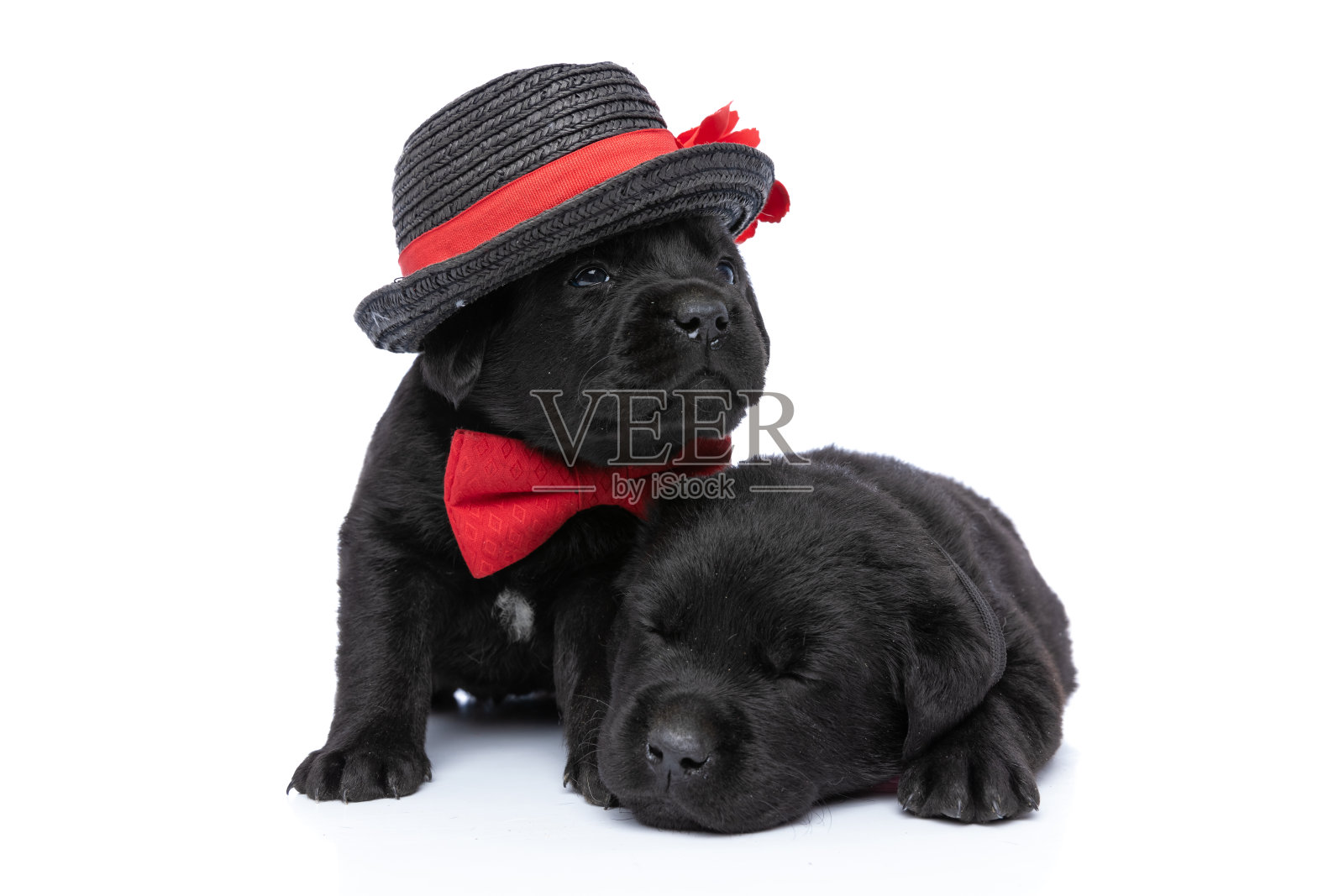 优雅的小拉布拉多寻回犬幼犬向上看，坐在熟睡的兄弟旁边照片摄影图片