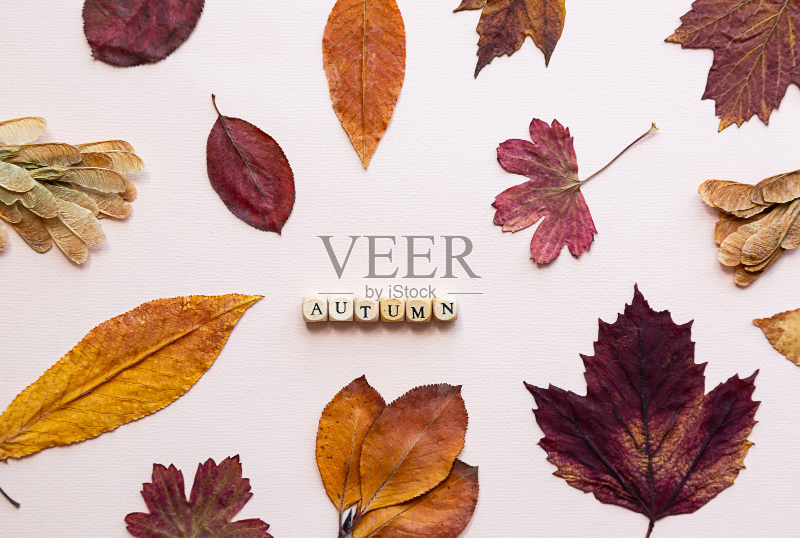 简约的季节性成分。“秋天”这个词是由粉红色背景上的木立方体和彩色的秋叶构成的照片摄影图片