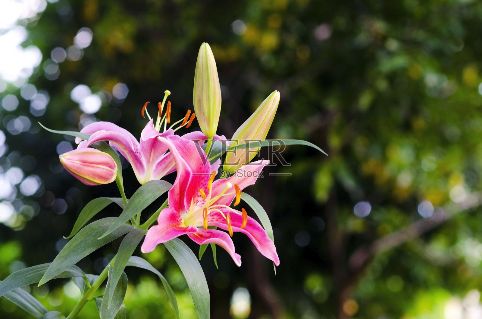 特写美丽的粉红色百合盛开在花园里照片摄影图片