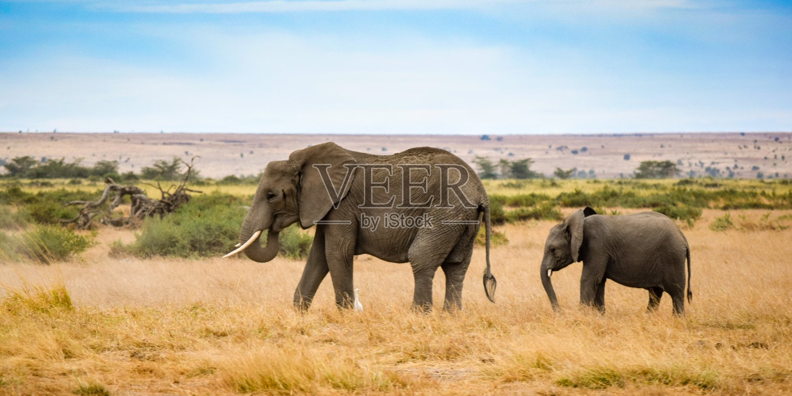 安博塞利公园大象的迁徙照片摄影图片