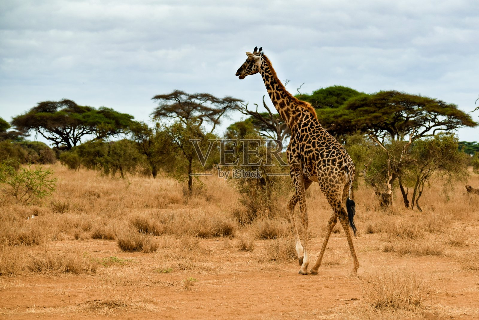 在安博塞利草原公园长颈鹿的观点照片摄影图片