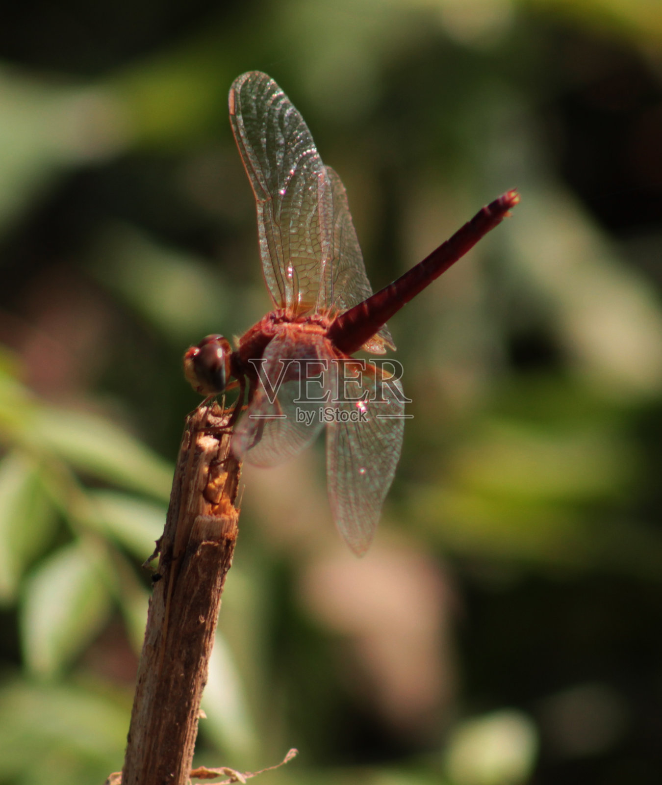 蜻蜓照片摄影图片