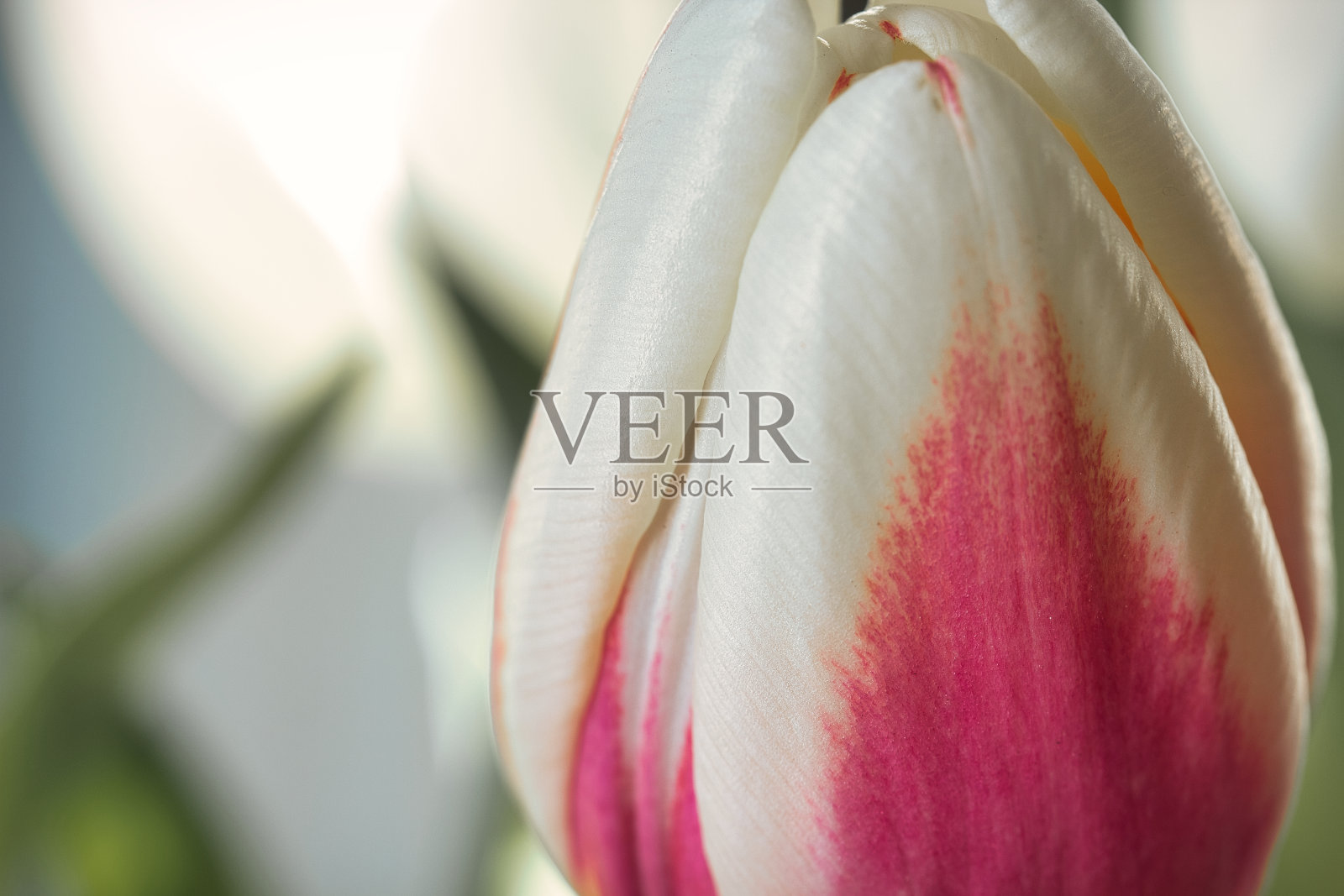 特写的粉红色和白色的荷兰郁金香与选择性焦点。照片摄影图片