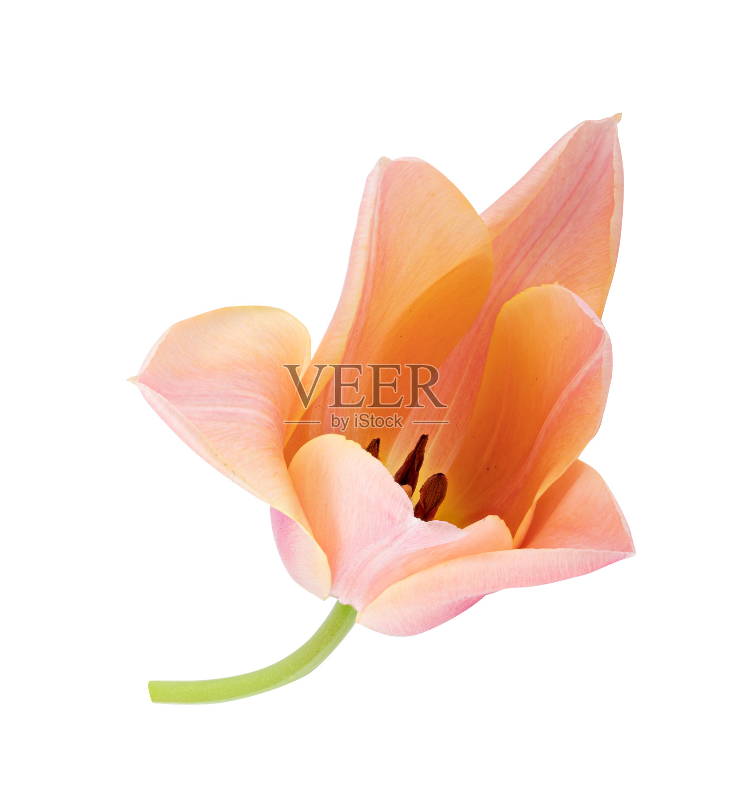 郁金香孤立的白色背景照片摄影图片