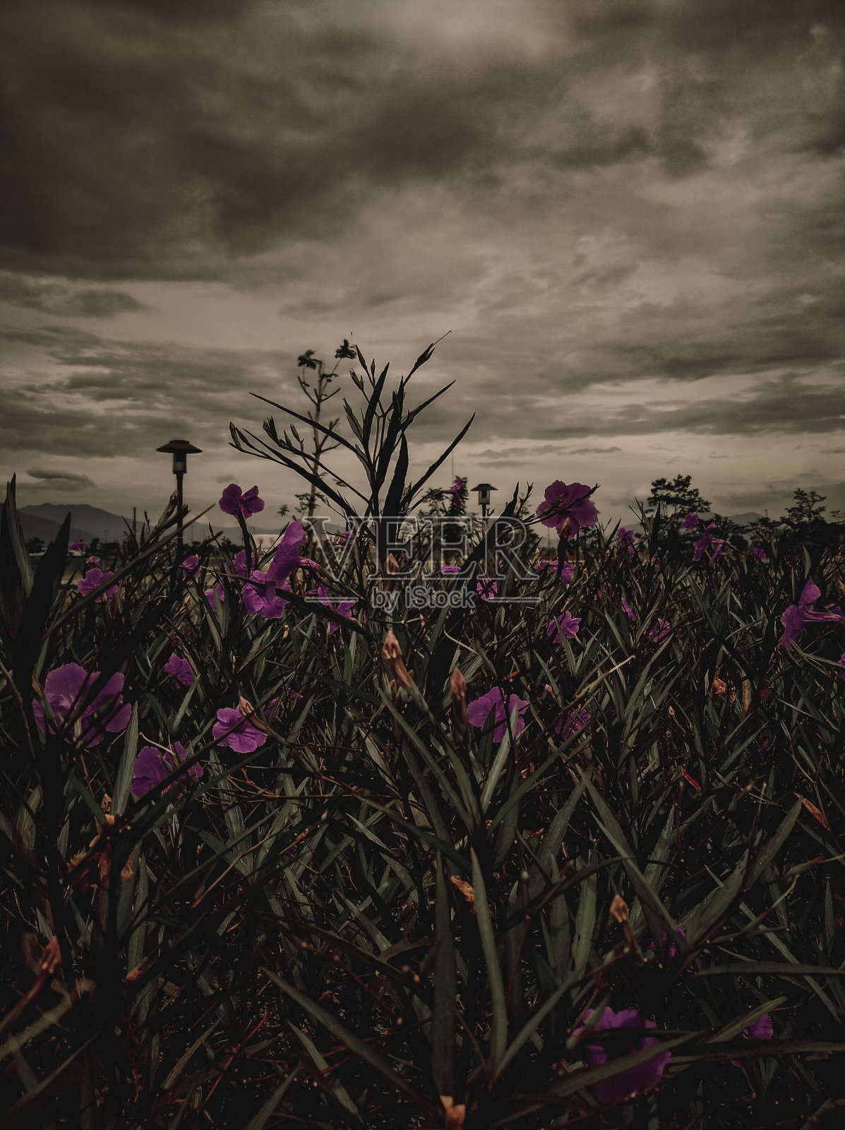 美丽的紫花景色照片摄影图片