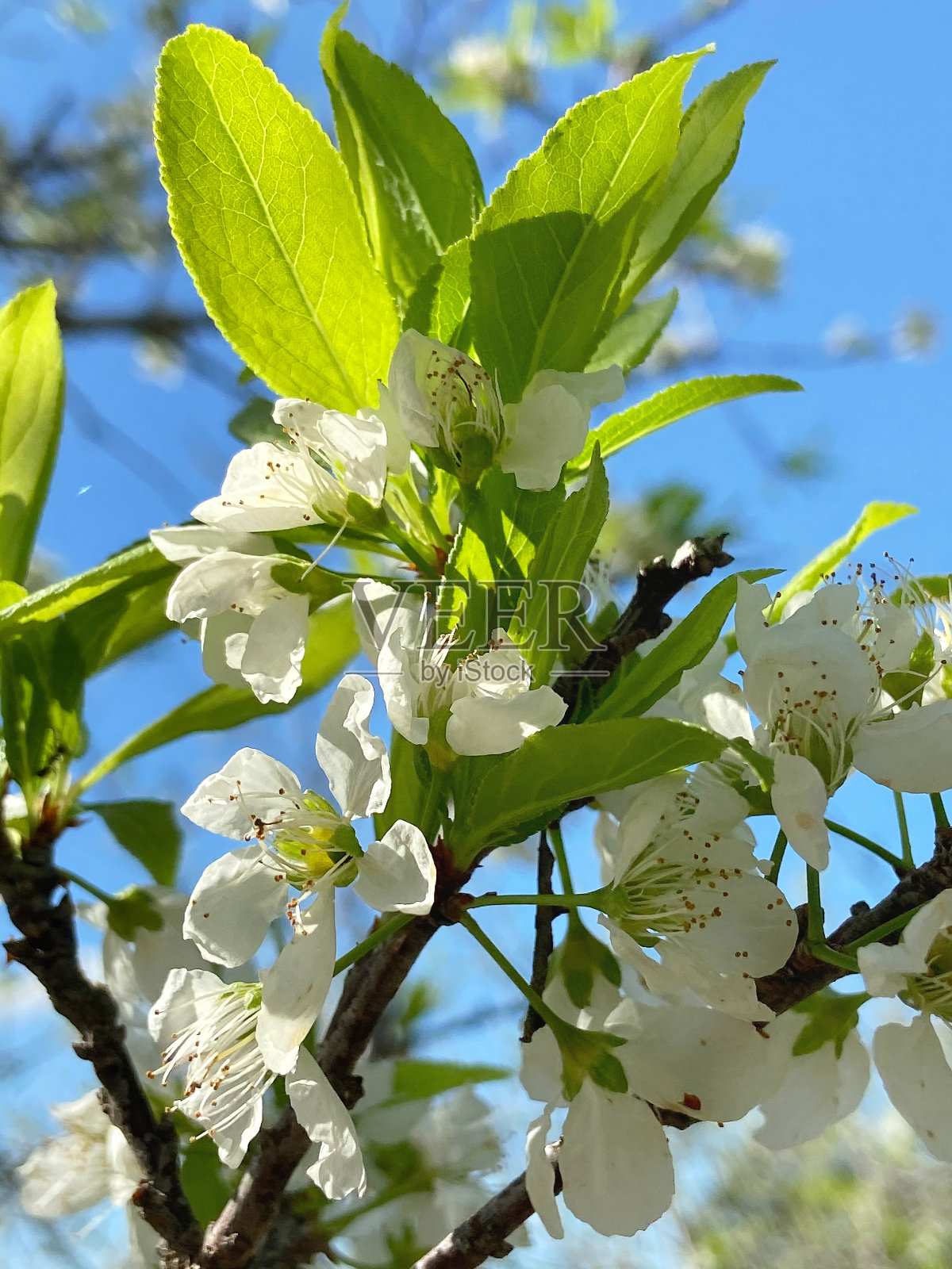 美丽的中国东方梅花盛开在白色的春天。照片摄影图片