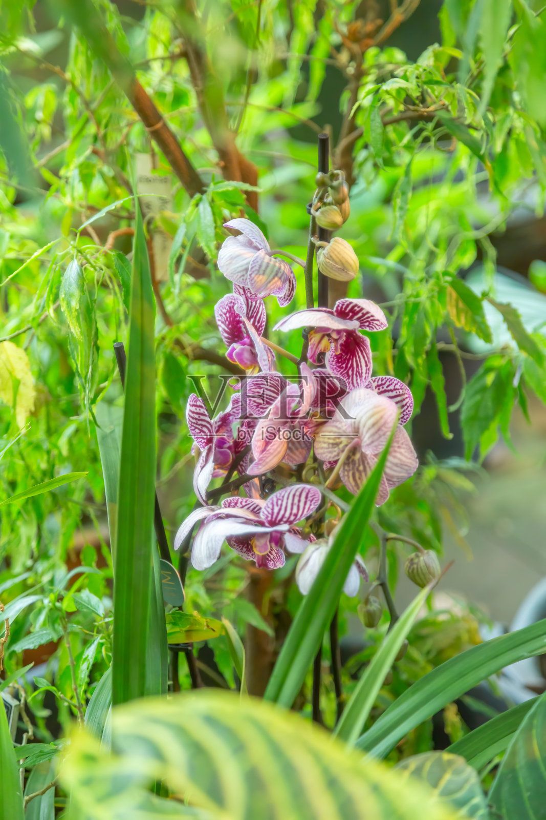 城市公园里盛开着鲜艳的花朵照片摄影图片